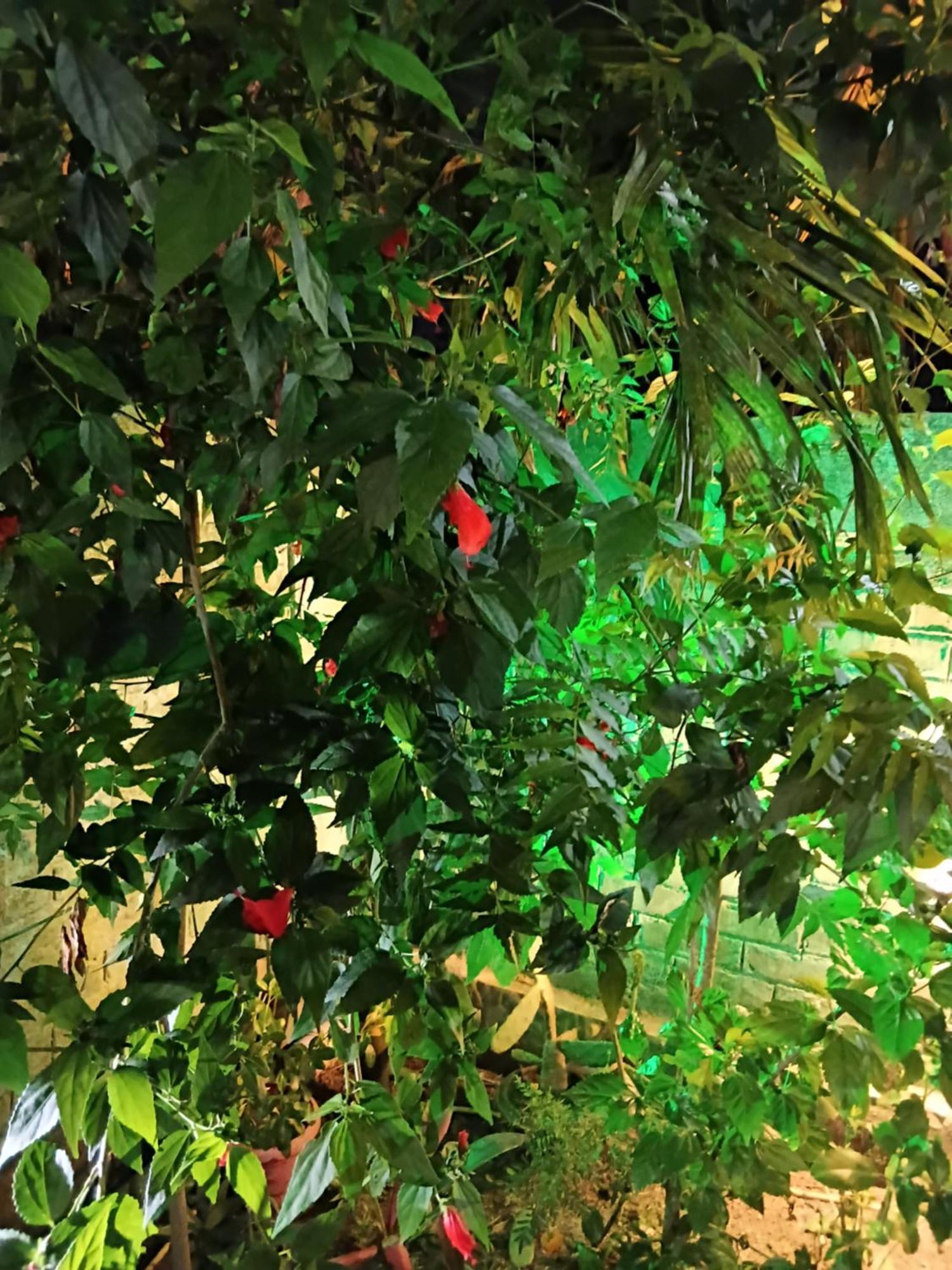 Green View Homestay Siliguri Ngoại thất bức ảnh